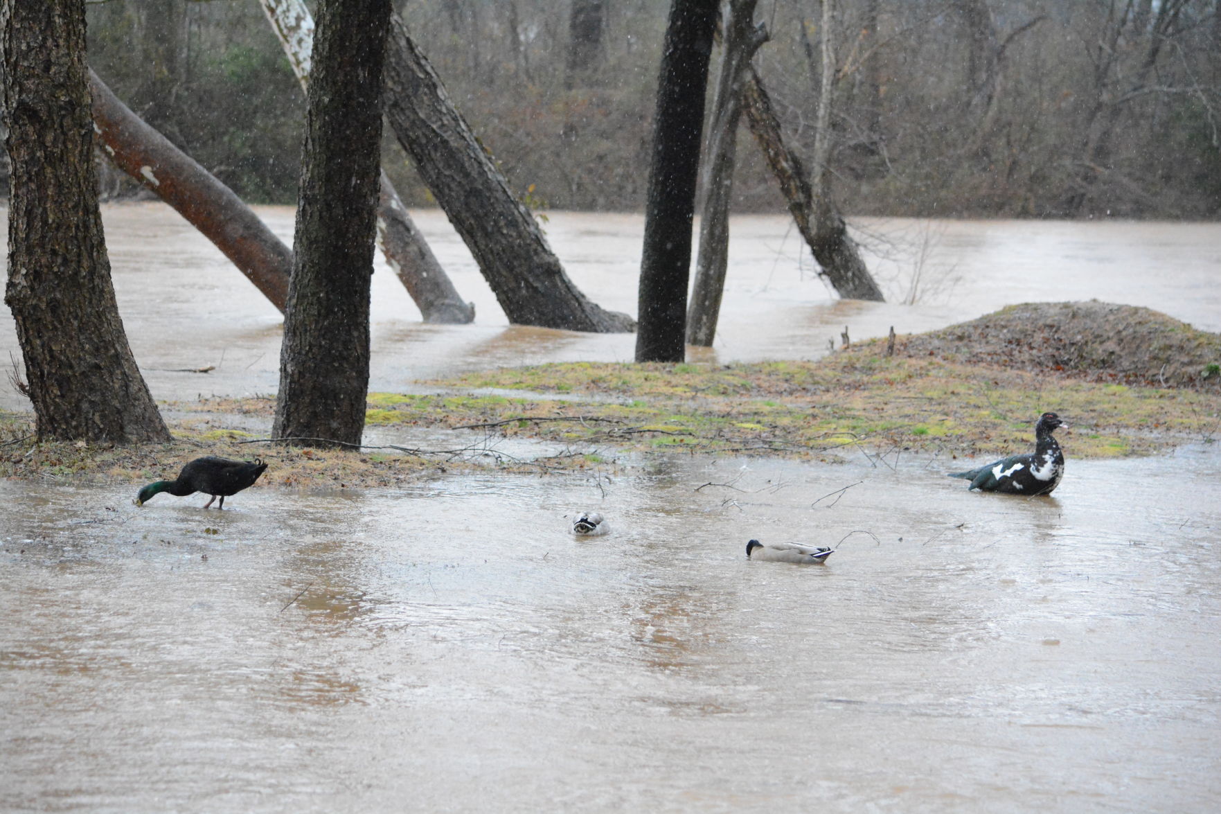 0206 CM flash flooding (14).JPG